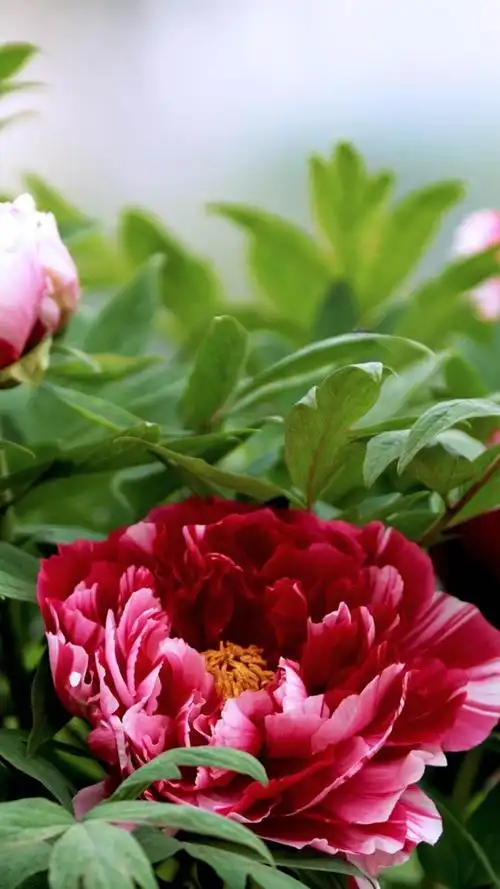 iphone 壁纸 牡丹红色花朵,绿叶