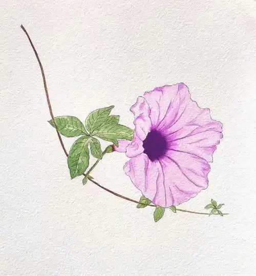 水彩花卉一枝牵牛花
