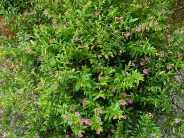 细叶雪茄花 - 绿境景观工程行 - 庭园景观工程,中庭花园工程,空中花园