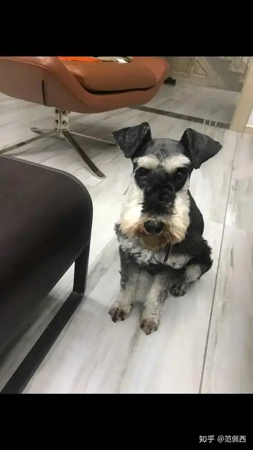 雪纳瑞真的很聪明吗?