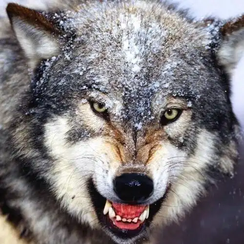 最凶猛野兽照片