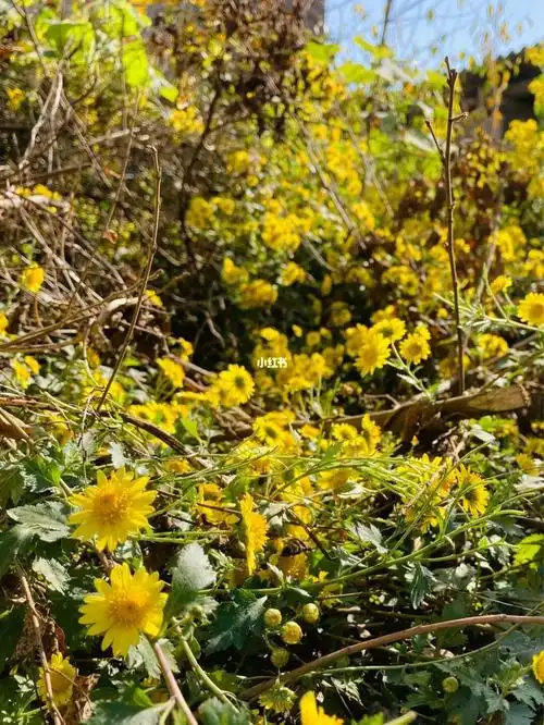 驻村日常路边的野菊花