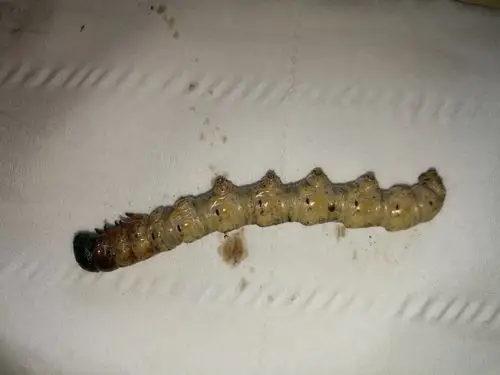 请问这个是天牛的幼虫吗