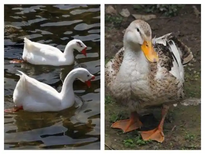我们再来对比一下鹅和鸭子的外表吧!