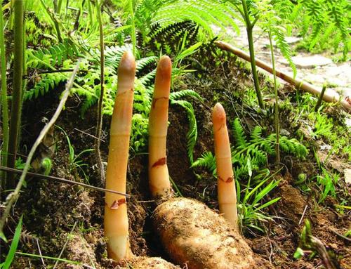 天麻包邮长白山野生新货100克泡酒煲汤滋补东北天麻