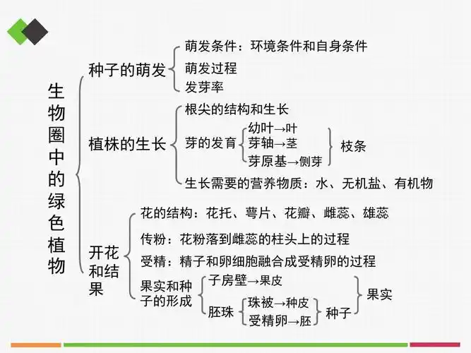 人教部编版七年级生物上册《被子植物的一生》复习课件1 新版