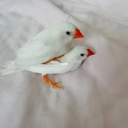 白珍珠鸟真的太可爱了