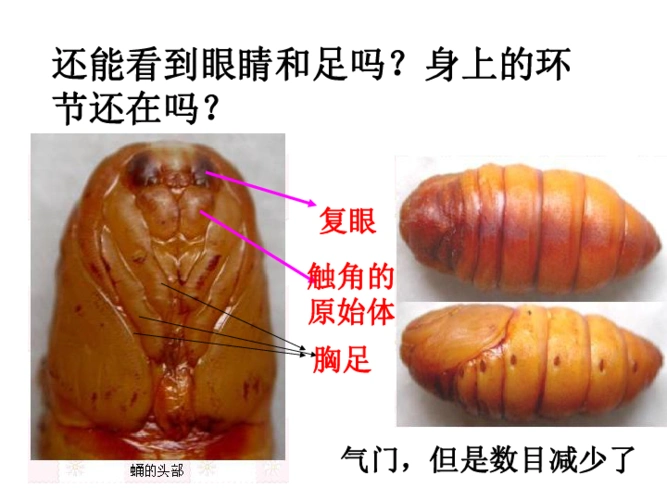 3蚕变了新模样课件1