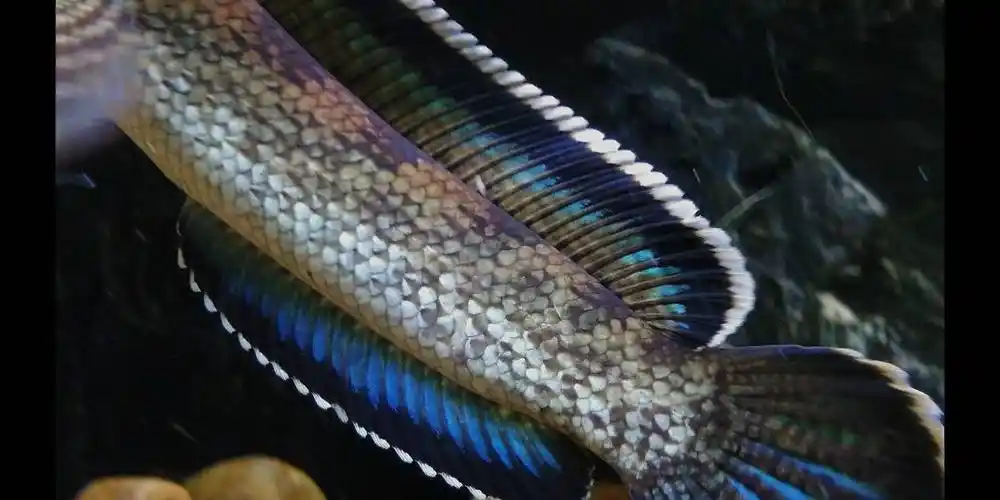 钴蓝雷龙梦幻五斑雷龙