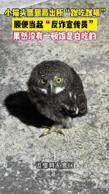 小猫头鹰到派出所"蹭吃蹭喝"顺便当起"反诈宣传员"