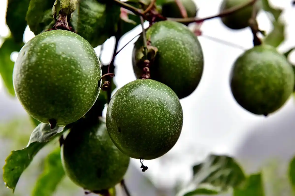 11月14日,荔波县黎明关水族乡永康集镇太吉村种植的黄金百香果树上已