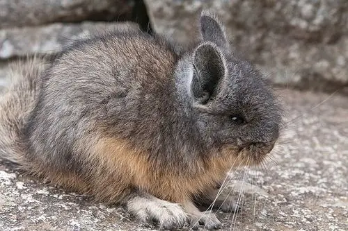 南美白狼,弗罗里达黑狼,野生毛丝鼠灭绝了吗