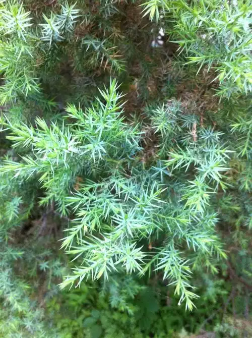 针叶植物 (植物)