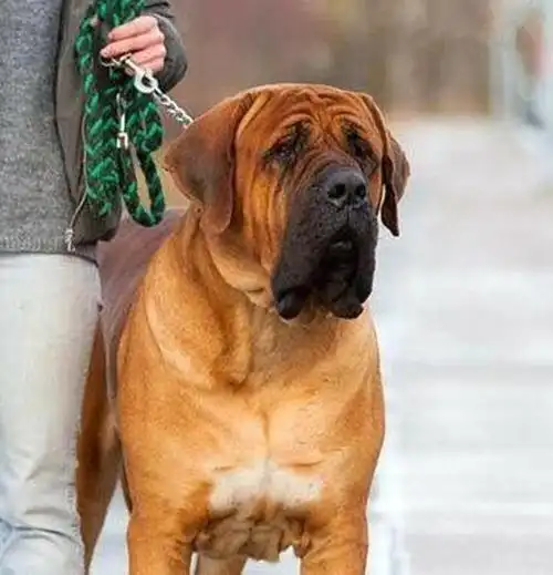 在日本,土佐犬要如何战斗才能获得冠军荣誉"横纲"?