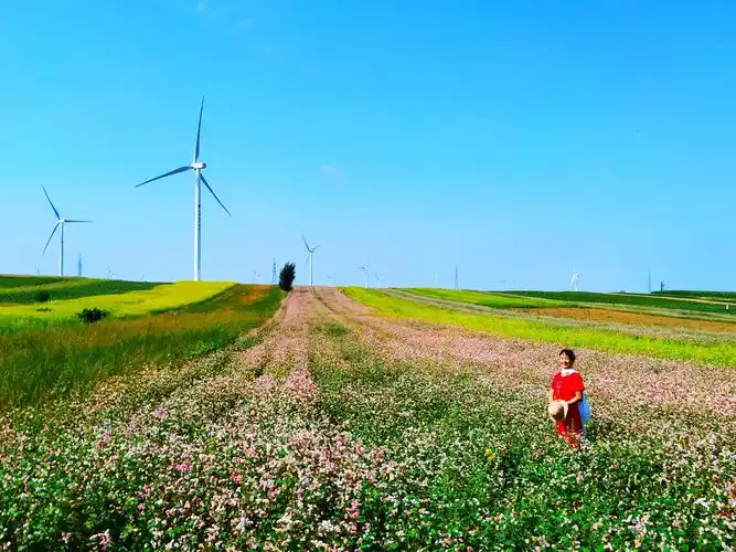 观赏定边盐湖,荞麦花海