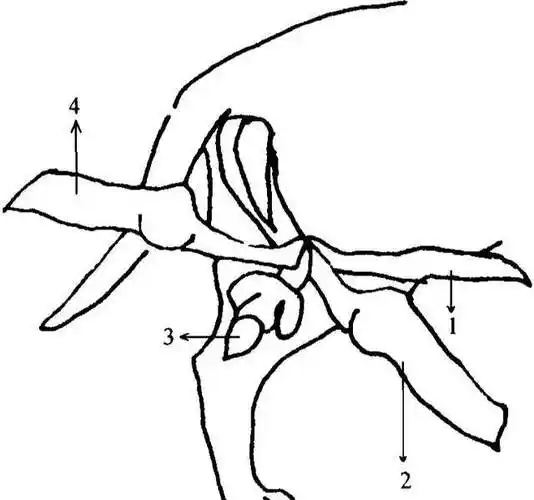 科普交配锁结是什么是否违背了进化论