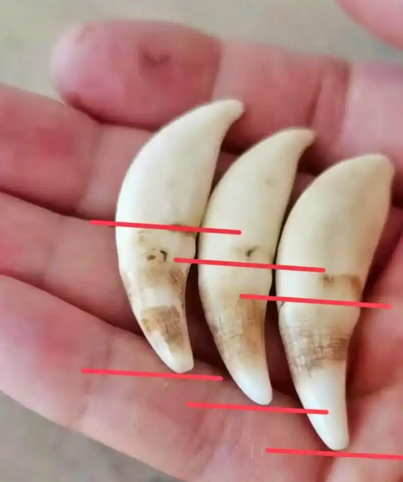 狗牙特征 真狼牙鉴别 鉴定区分 真品狼牙.#狼牙 #真品狼牙 - 抖音