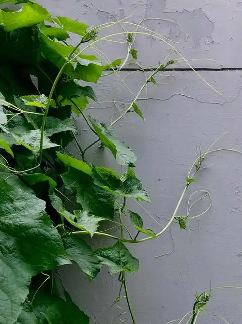 丝瓜藤攀墙