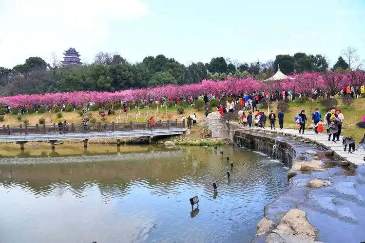 2021年大年初二,九江南山公园的梅花园,人如海花如潮.