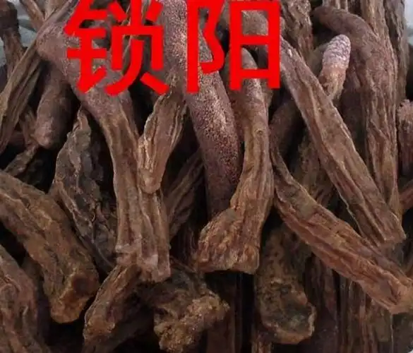 中药材—锁阳品种分析