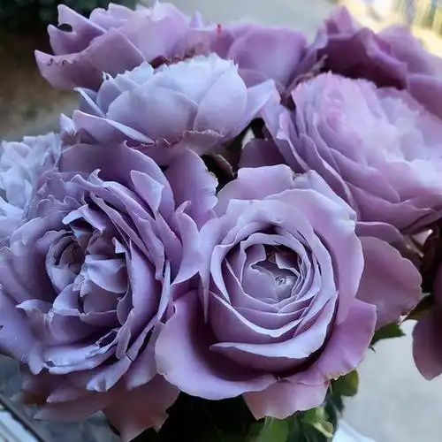 盘点几款"蓝色系"月季,高贵又浪漫,适合品种控收藏