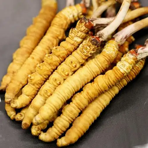 2021西藏新鲜冬虫夏草正品虫草08克1050根天然头期冬虫夏草