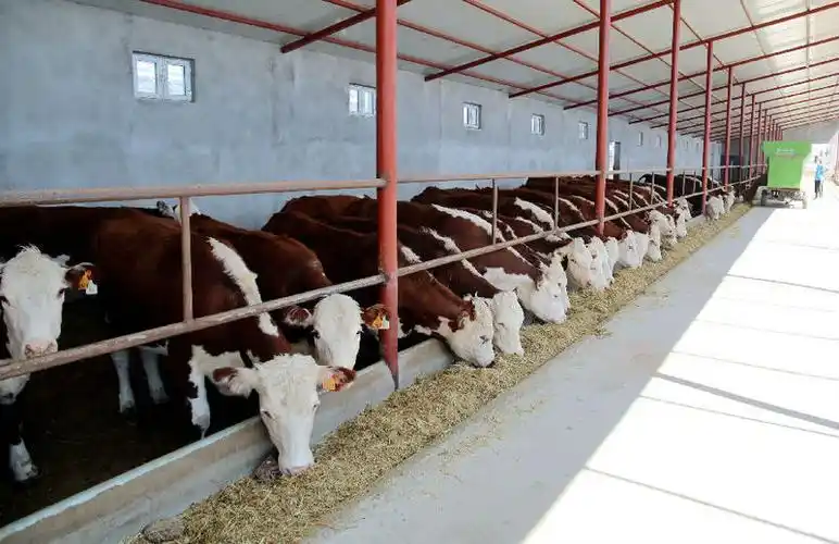 图为养殖基地肉牛(颜寿林 摄)