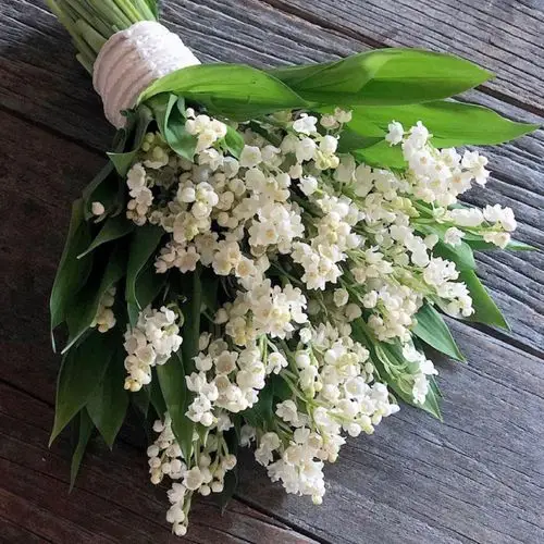 铃兰花手捧花鲜花 荷兰进口铃兰鲜花 宋慧乔同款捧花高端稀有鲜花