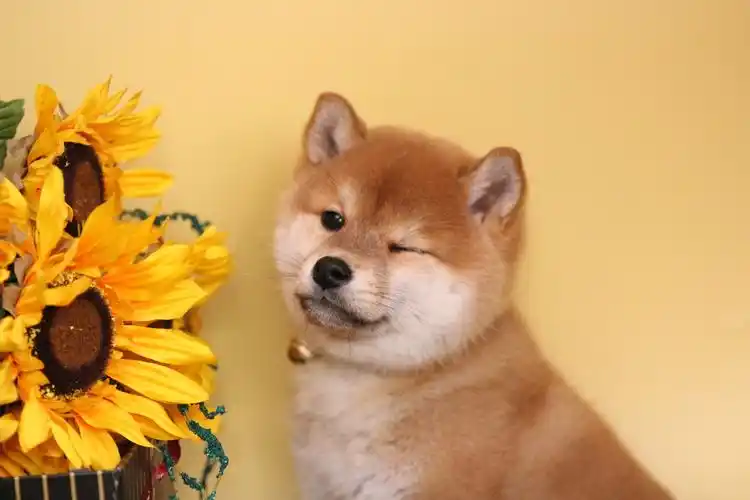 柴犬的性格怎么样?