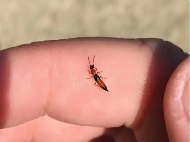 被隐翅虫咬伤急救指南,毒液酸性或可堪比硫酸?