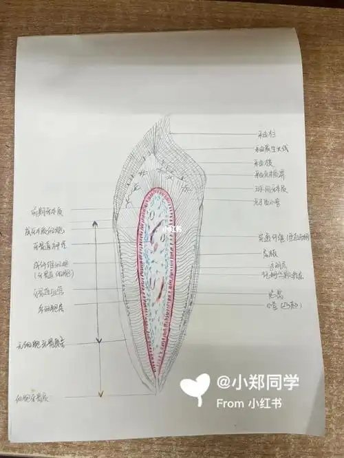 口组病牙体组织纵横断面