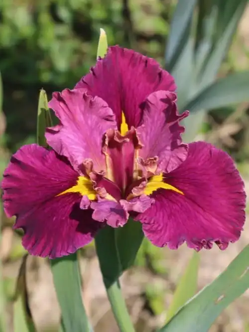 精品鸢尾分享路易斯安娜鸢尾艺妓之眼