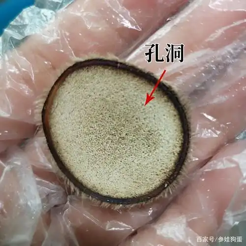 鹿茸片售假内幕全揭秘,看后分辨真假鹿茸片应该轻而易举!