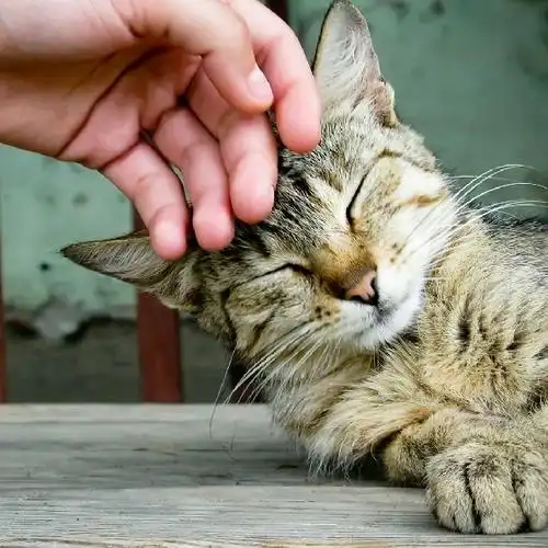 猫奴不可不知的亲近小知识│妞新闻