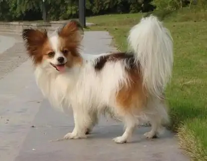 蝴蝶犬美容造型的步骤有哪些?蝴蝶犬美容有妙招!