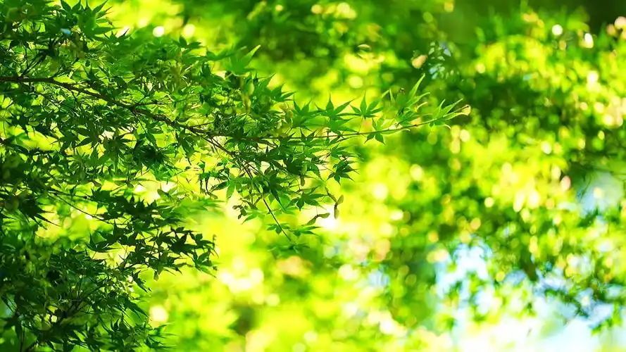 治愈系#"世界上最贵的东西,往往是免费的,比如阳