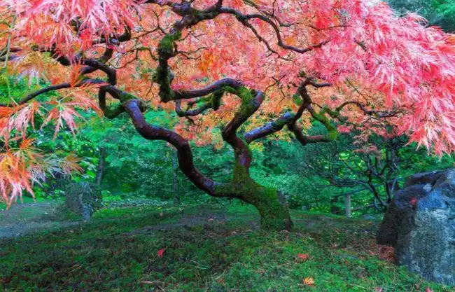 令人叹为观止这些是世界上最美丽的树木