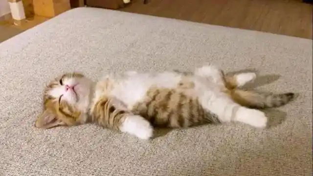 对于躺平如何看待年轻人这种处世之道