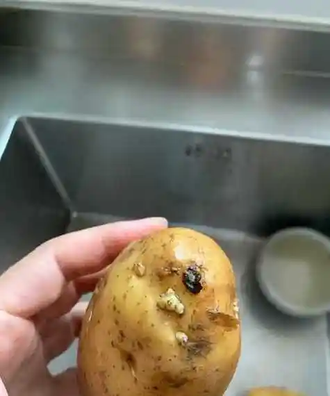 当土豆刚刚发芽及部位很小时,可以将芽和芽眼挖掉一块,剩下部位还是