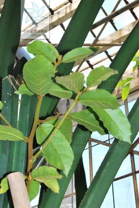 antiaris toxicaria 见血封喉