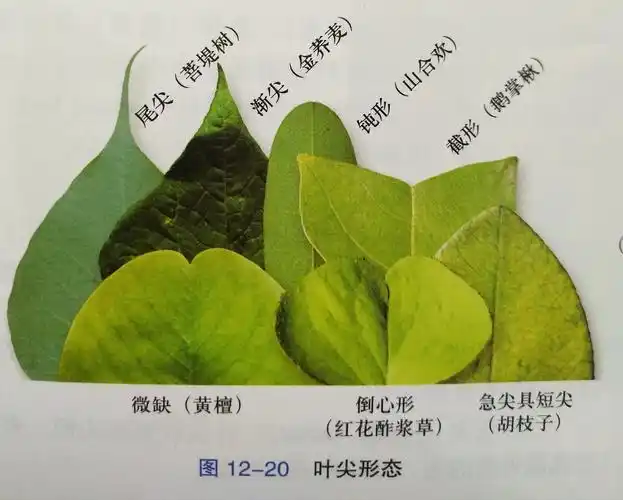 和花草姐姐一起学习植物的叶――叶尖的形态