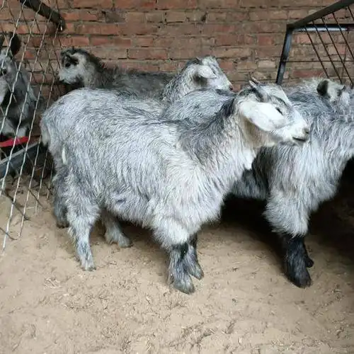 多胎青山羊,繁殖快,年产五到十只