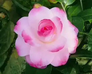 正宗迷茫的春天茶花中国茶花茶花小苗进口茶花苗木包成活包邮