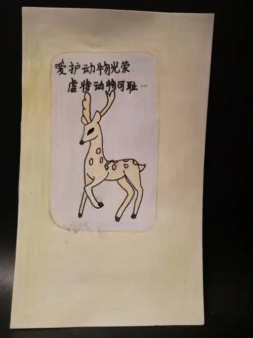 "保护动物标语"展示