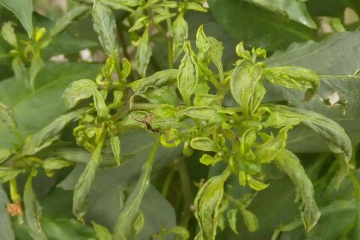 二嫂告诉我,她们家的辣椒就是卷叶,然后死了.