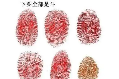 指纹算命3个斗 手指纹3个斗7个簸箕-卜安居