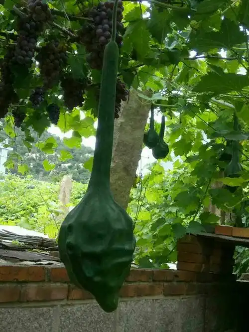 这个没见过,当地人称它为"狼牙棒",我觉得应该是葫芦的变种