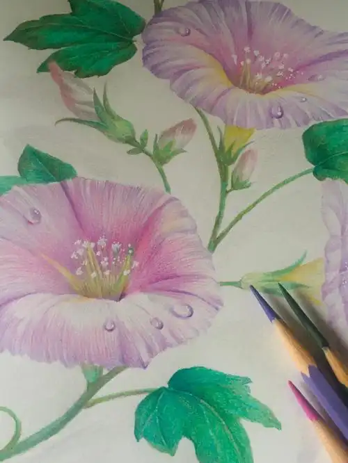 兴趣入门画画牵牛花步骤教程