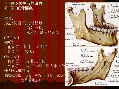 颞下颌关节的组成 (一)下颌骨髁突 位置: 形态:椭圆形,前后径短, 内