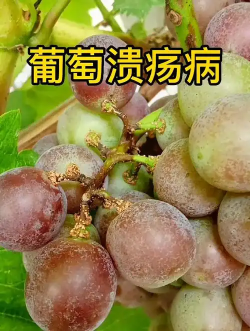 葡萄溃疡病 葡萄种植技术 葡萄苗木